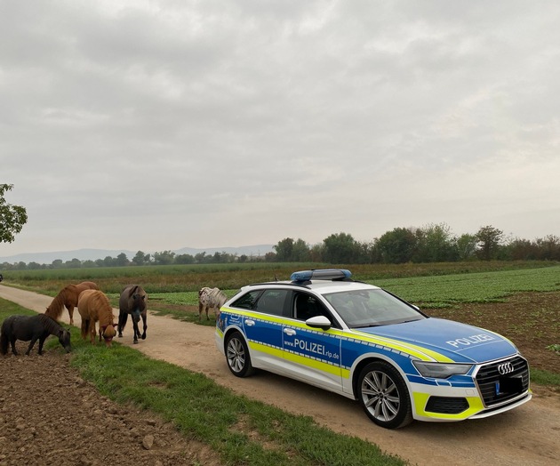 POL-PDNW: Pferde auf Abwegen in Haßloch