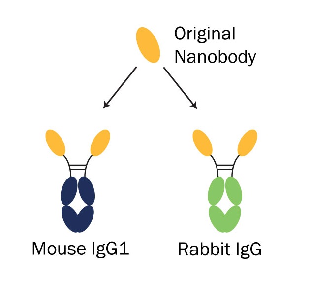 Kooperation von ChromoTek und Absolute Antibody  zur Herstellung rekombinanter Nanobody-Formate