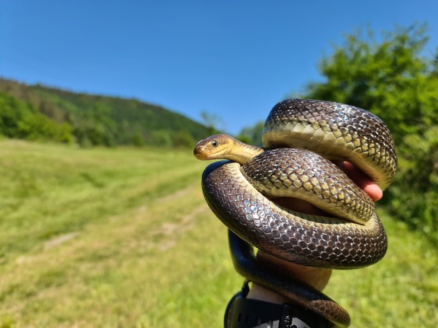 Äskulapnatter erstmalig im Wetteraukreis nachgewiesen