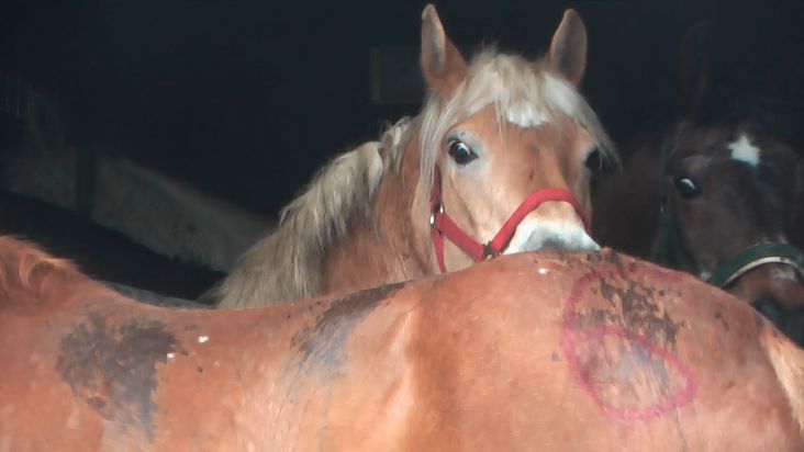 POL-WL: Pferdetransport gestoppt - massive Verstöße gegen den Tierschutz