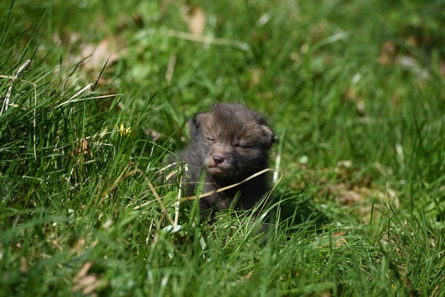Au printemps, il faut tenir son chien en laisse