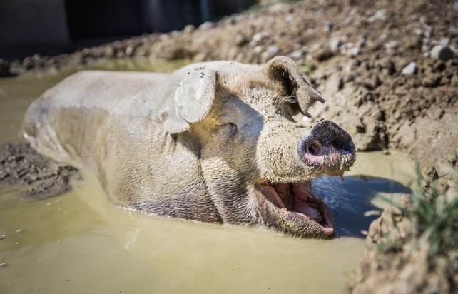 Quiconque respecte les besoins des animaux consomme de manière plus consciente