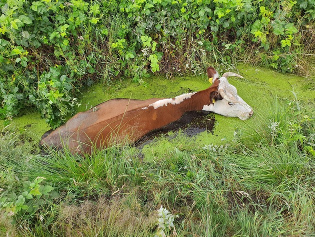 FFW Schiffdorf: Kuh steckt im Graben fest