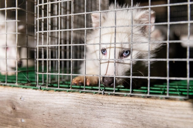 Die Schweiz steht für Tierschutz! VIER PFOTEN ist hocherfreut über den Nationalratsentscheid für ein Importverbot für tierquälerisch erzeugte Pelzprodukte