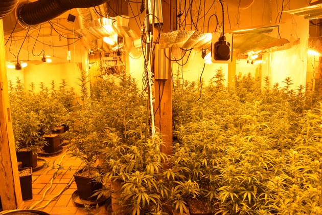 POL-G&Ouml;: (130/2026) Professionelle Cannabis-Plantage in leerstehendem Haus in Zorge entdeckt - Zwei Tatverd&auml;chtige bei Durchsuchung am Mittwochmorgen festgenommen, Haftrichter erl&auml;sst U-Haftbefehle