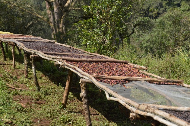 Fairer Kaffeegenuss aus dem Regenwald