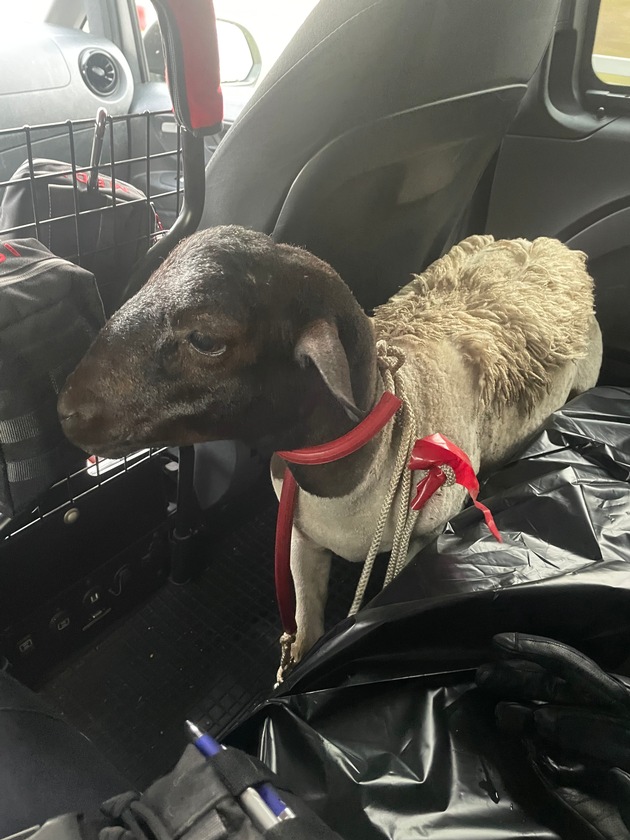 POL-K: 250627-3-K/BAB: Erfolgreiche Tierrettung - Autofahrer sichern Schaf auf der BAB 1 und übergeben es der Polizei