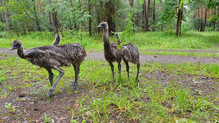 POL-PDNW: (Haßloch) Vermisst jemand vier Emus?