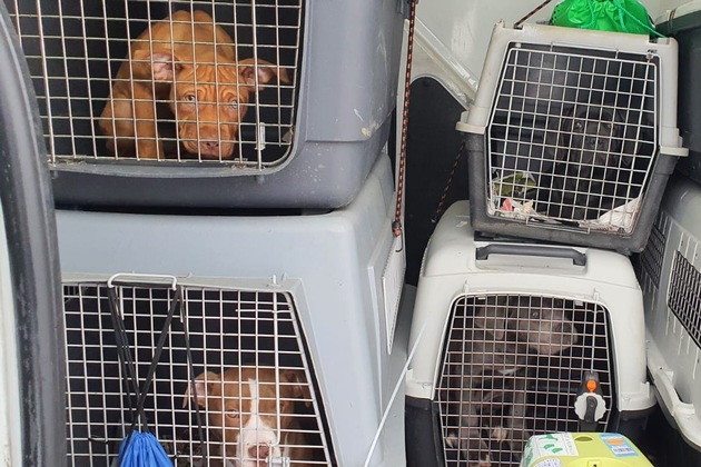 Bundespolizeidirektion München: Illegaler Hundetransport / Bundespolizei befreit 14 Welpen aus misslicher Lage
