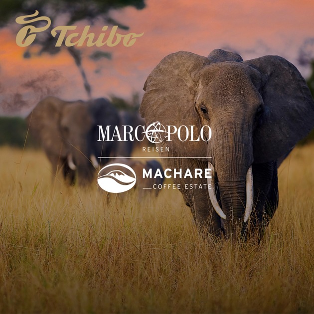 Safari trifft Kaffee: Die Schönheit der Tierwelt Tansanias erleben und besten Kaffee kennenlernen