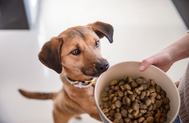 tails.com: Nur das Beste für meinen Hund / Mehrheit der Deutschen legt mehr Wert auf Hundenahrung als auf ihre eigene Ernährung