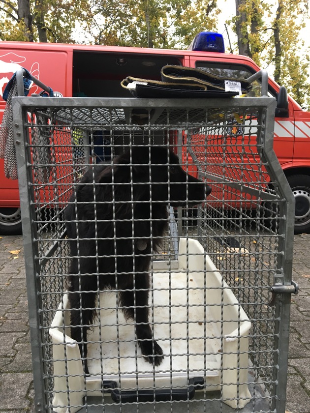 POL-PPRP: Ludwigshafen - Festnahme eines freilaufenden Hundes
