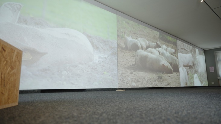 «Man begegnet den Schweinen auf Augenhöhe»