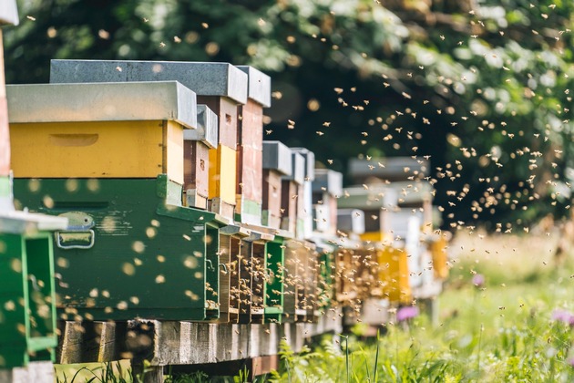 Presseinformation doc Arnika | Pflanzenschutz ist Bienenschutz – und umgekehrt