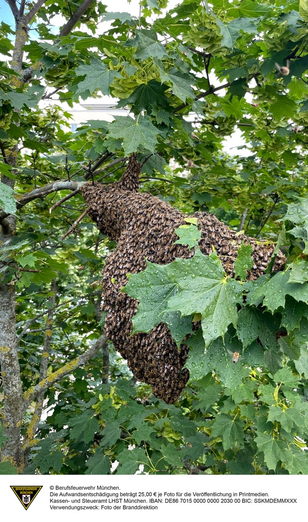 FW-M: Riesiger Bienenschwarm im Baum (Bogenhausen)