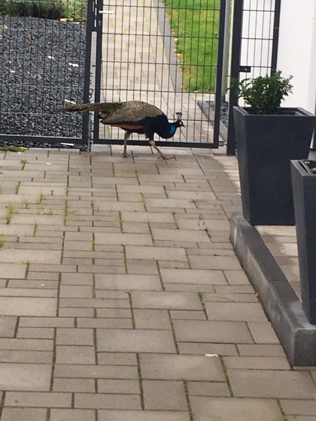 POL-PPKO: Bunter Vogel bei der Polizei