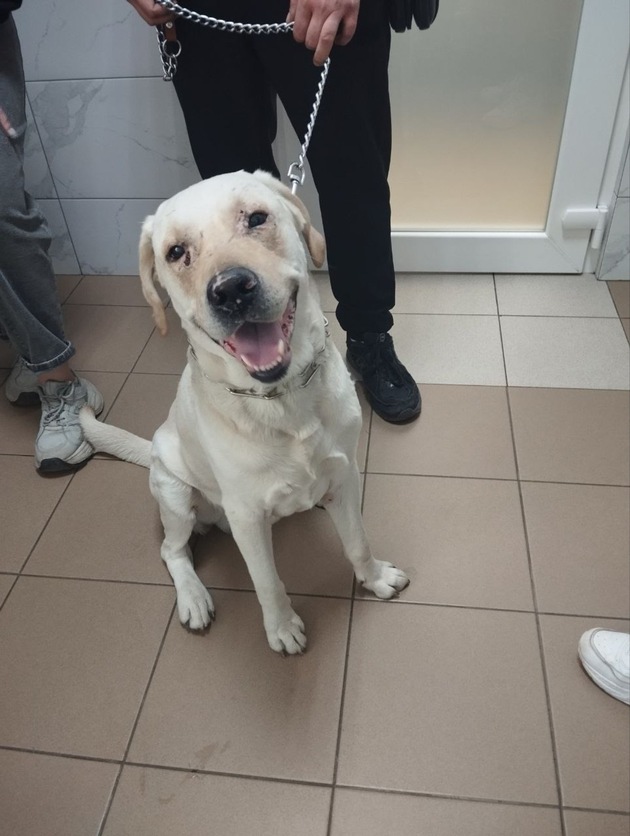 Rescapés d’un bombardement en Ukraine, le chien Kosmos et le chat Nyusha reprennent des forces en clinique vétérinaire