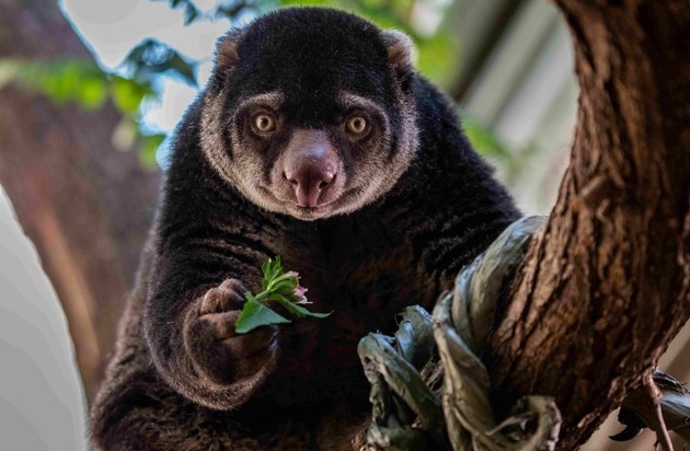 Verband der Zoologischen Gärten (VdZ): Zoos kämpfen gegen weltweites Artensterben / Verband der Zoologischen Gärten begrüßt IUCN-Positionspapier zur Bedeutung von Zoos für den Artenschutz