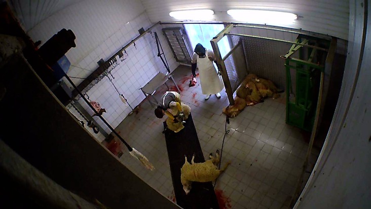 ANINOVA: Versteckte Kameras filmen Tierquälerei in Schlachthof in Hürth bei Köln: Tiere wurden systematisch misshandelt und betäubungslos geschlachtet - Betrieb wurde geschlossen und versiegelt