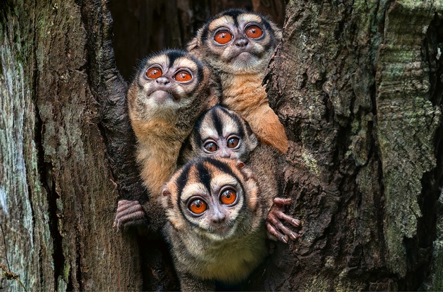 NaturVision Filmtage im Naturmuseum St.Gallen