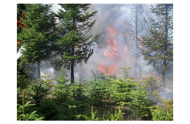 FW-LFVSH: Sicherheitstipps zur Wald- und Flächenbrandgefahr durch Hitzewelle der Feuerwehren SH