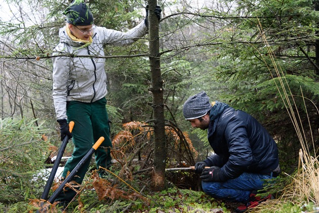 Gemeinsam im Einsatz für Schutzwald und Artenvielfalt: Das Bergwaldprojekt im Forstbetrieb Oberammergau