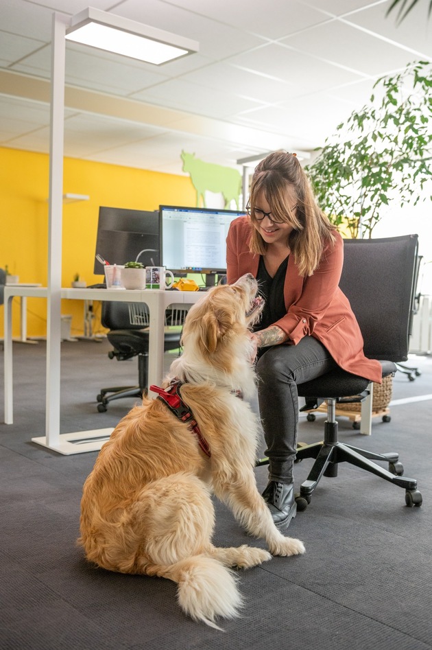 Hunde am Arbeitsort beeinflussen das Arbeitsklima positiv