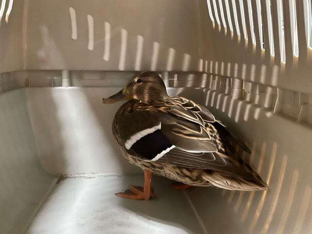 POL-H: Ente gut, alles gut - Polizei rettet verletzten Wasservogel auf dem Parkplatz