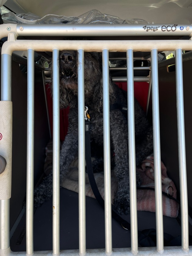 POL-E: Essen: Polizei rettet zurückgelassenen Hund aus überhitztem Auto