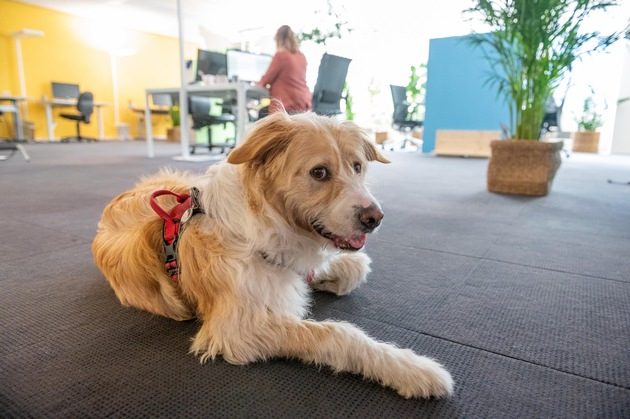 Hunde bereichern das Büro / Die VIER PFOTEN-Kampagne «Dogs on Board– für hundefreundliche Arbeitsplätze» machts möglich