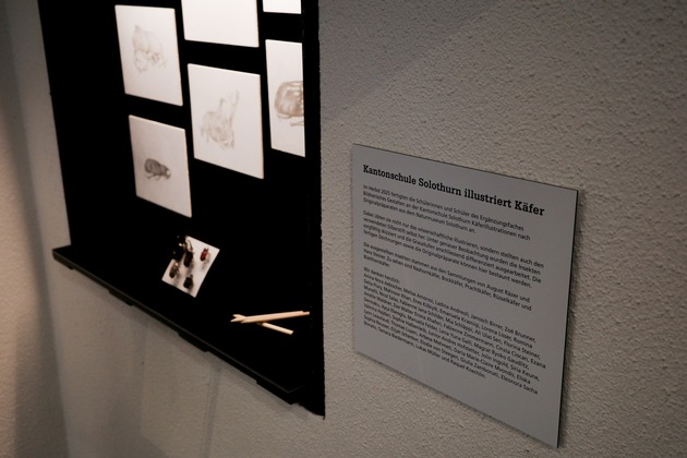 Kanti illustriert K&auml;fer: Ausstellung im Naturmuseum Solothurn
