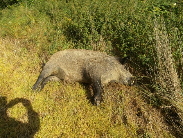 POL-DN: Wilderer legt Wildschwein ab