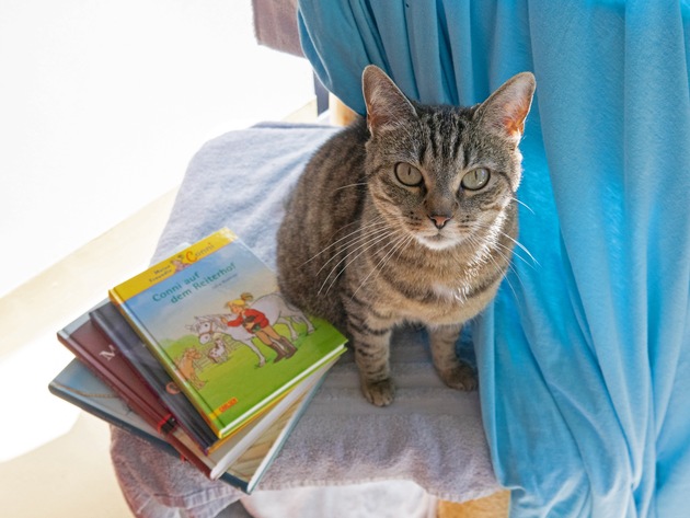 Beim Zürcher Tierschutz lesen Kinder Katzen vor