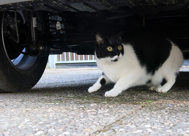 TASSO-Pressemitteilung: Sicher ist sicher - die Haftpflichtversicherung ist ein Muss für Tierhalter