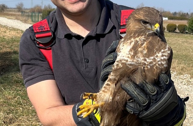 FW-M: Greifvogel hängt fest (Untermenzing)