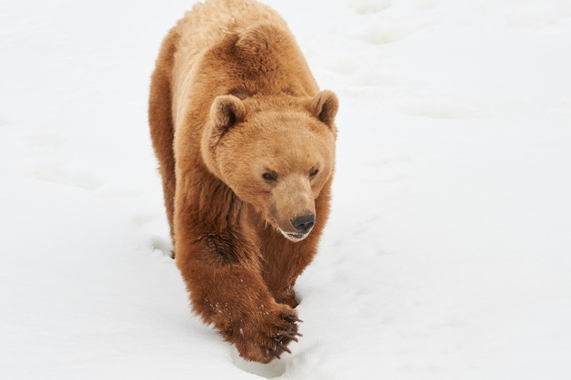 Bär Napa, der erste Bewohner vom Arosa Bärenland, hat uns heute im Alter von 14 Jahren verlassen