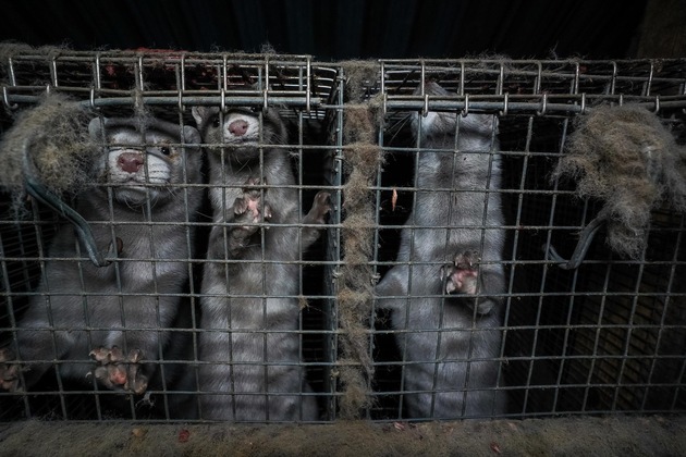 Tierschutz und globale Gesundheit – ein historischer Moment