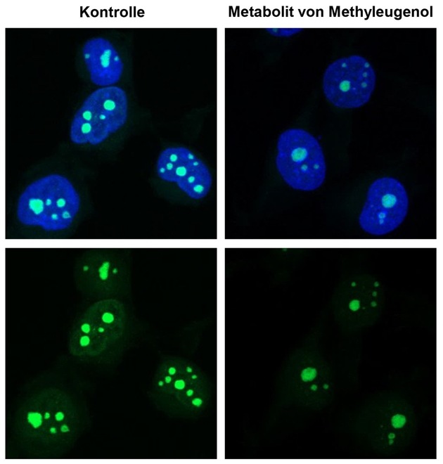 Erbgutschäden durch pflanzlichen Naturstoff Methyleugenol – wichtiger Reparaturmechanismus in menschlichen Zellen entschlüsselt