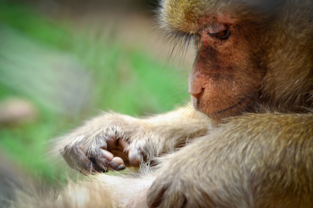 Gericht billigt «Versklavung» von Affen für Hirnforschung