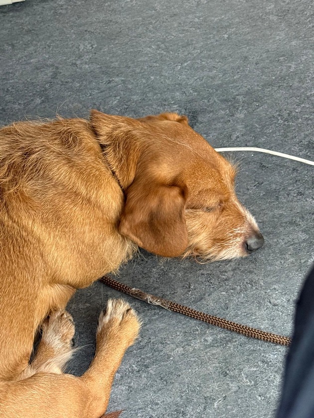 POL-NMS: 260108-2-pdnms Wer kennt den Dackel in Neum&uuml;nster ?