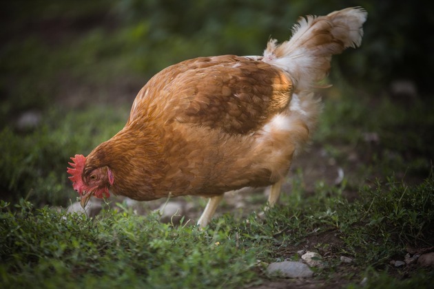 En Suisse après Pâques, un demi-million de poules pondeuses saines seront tuées