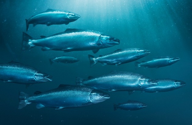 Seafood from Norway: Keine Antibiotika mehr im norwegischen Lachs: Ein Erfolg der Lachszucht