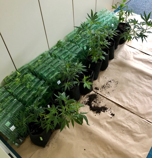 ZOLL-E: Drogenpaket führt zu Cannabis-Plantagen/Zollfahndung Essen stellt über 200 Cannabispflanzen, ca. 1 kg Amphetamin, ca. 2 kg Marihuanareste, 2 Cannabis-Plantagen sicher/2 Personen vorläufig festgenommen