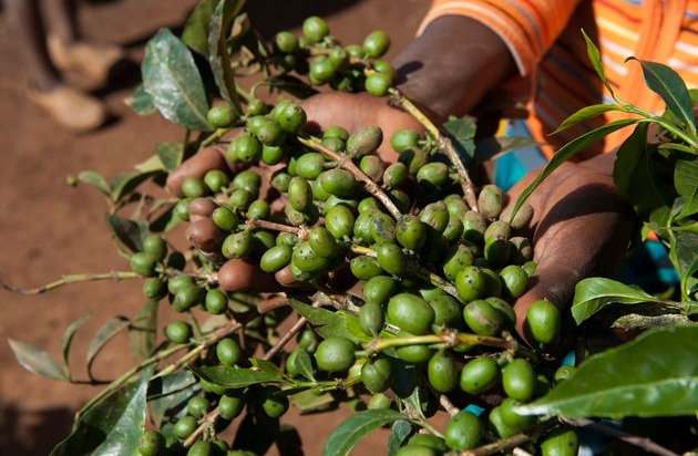 Stiftung Menschen für Menschen: Mit Kaffeeanbau aus der Armut / Dallmayr und die Stiftung Menschen für Menschen vereinbaren gemeinsames Projekt in Äthiopien