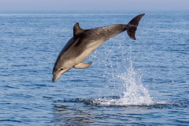 Neue Studie: Wissenschaftsbasierte Schutzmaßnahmen für Wale und Delfine in der Adria dringend erforderlich