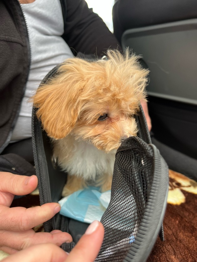 POL-FR: Aufmerksamer Zeuge ruft die Polizei - illegaler Welpenhandel gestoppt