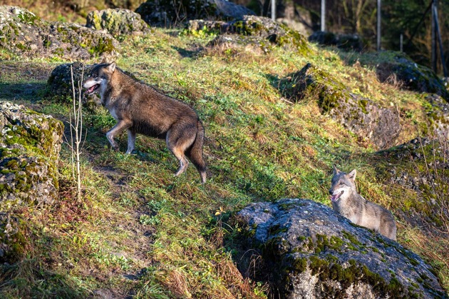 Neue Wölfin im Natur- und Tierpark Goldau