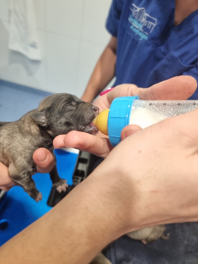 POL-KS: Neun Hundewelpen im Ahnepark ausgesetzt: Polizei erbittet Hinweise