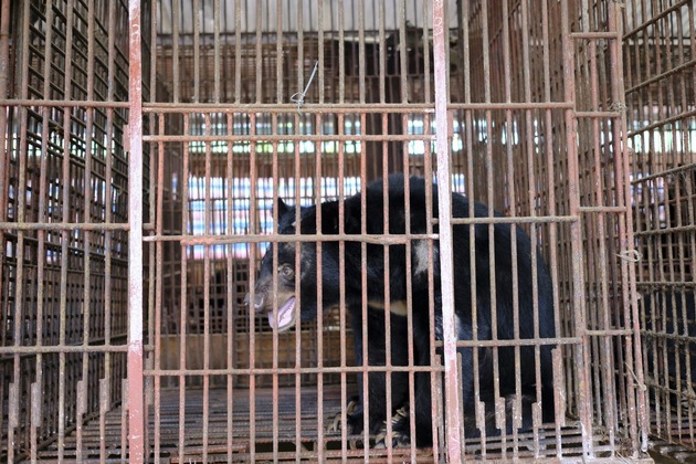 Vietnam: VIER PFOTEN rettet den letzten Bären einer Bärenfarm in der Provinz Binh Duong