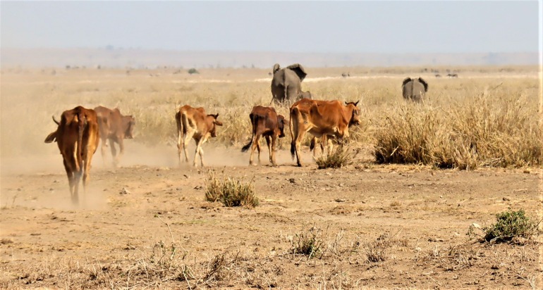 Dürre tötet tausende Wildtiere in Kenia